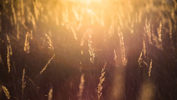 background,cloud,wallpaper,glow,sunset,sunlight,fruit,plant,leaf,golden hour,grass,wheat,sunset,cereal,field,agriculture,meadow,rye,golden,nature,sun