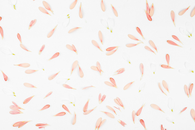 background,banner,pattern,flower,floral,abstract,card,texture,template,pink,beauty,background pattern,layout,wallpaper,white background,white,backdrop,pink background,decoration,desk
