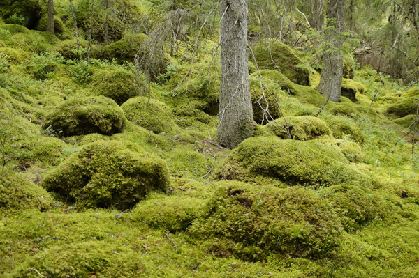 cc0,c1,landscape,vegetation,sweden,forest,moss,fairytale,haunting,mystical,green,nature,atmosphere,idyllic,mysterious,rock,idyll,flora,undergrowth,forest floor,lush,free photos,royalty free