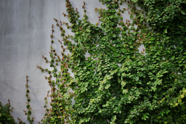 ar,plant,leafe,minimalist,minimal,white,wallpaper,cloud,outdoor,plant,wall,leaf,leaves,vine,climbing,building,architecture,green,outdoors,crawling,leafe,free images