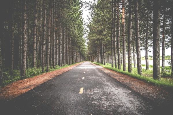 road,street,woods,forest,trees,green,leaves,travel,adventure