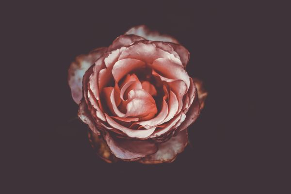 bloodline,red,light,plant,flower,floral,dark,forest,woman,rose,petal,flower,pink,red,black background,alone,fragile,rose petal