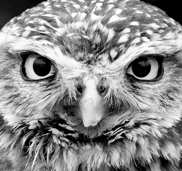 owl,bird,birds,prey,eye,eyes,pair,stare,penetrating,beak,feather,feathers,anger,angry,attack,fear,avian,winter,wintery,cold,chill,chilly,freeze,freezing