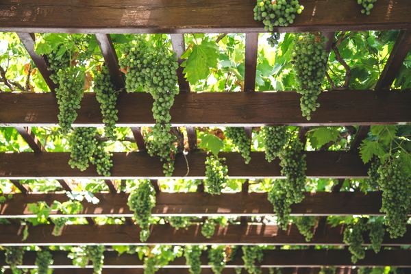 fresh,food,fruit,wine,vineyard,green,italy,wine,vineyard,grape,vine,vineyard,grow,shelter,hanging,grapevine,wood,green,berry,wine,farm