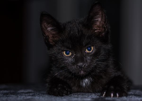cc0,c1,baby cat,cat baby,kitten,young cat,cat,adidas,snuggle,cute,animal,cat family,small cats,sweet,young animal,pet,attention,domestic cat,cat portrait,fluffy,dear,young cats,cat&#39;s eyes,small,kitty,baby,black cat,babycat,mammal,charming,beautiful,close,fur,mieze,free photos,royalty free