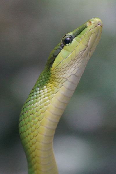 cc0,c1,snake,green,snakes,reptile,head,tree snake,scale,terrarium,curious,foraging,free photos,royalty free