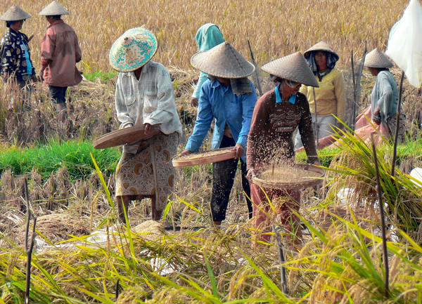 cc0,c2,indonesia,bali,rice,harvest,agricultural,free photos,royalty free