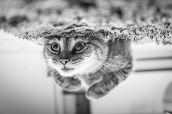 adorable,animal,animal photography,black-and-white,blur,cat,close-up,cute,domestic,domestic cat,face,feline,fur,head,kitten,kitty,little,looking,mammal,pet,portrait,tabby,upside down,whiskers,young,Free Stock Photo