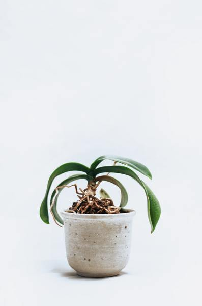 minimal,white,house plant,plant,leaves,grow,nature,house,home,interior design