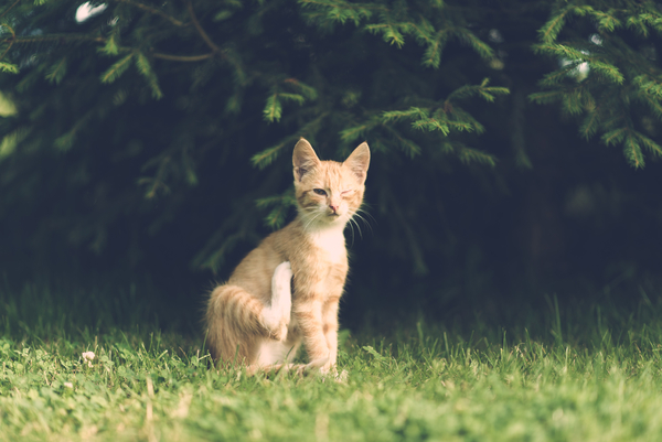cc0,c1,cat,eye,injury,one eye,village,illness,vintage,wooden,outdoor,animal,pet,cute,young,little,unhappy,small,family,domestic,red,fur,portrait,nature,garden,poor,free photos,royalty free