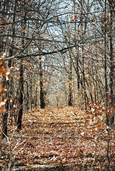 path,paths,trees,road,leaves,winter,beauty,beautiful,sight,grass,earth,expectations,expectation,wonder,wonderment,curious,curiousity,way,foot,feet,move,along,course,action,single,group,groups,friend,friends,down,downward,excitment,eager,inquisitive,intrigued,intrigue,interesting,interest,traffic,visit,visiting,travel,backpack,backpacking,track,tracks,trodden,lane,lanes,route,follow,following,clearing,wood,woods,country,through,thru,walk,walking,run,runner,runners,running,jog,jogging,jogger,quiet,sound,sounds,listen,hear,direction,forward,back