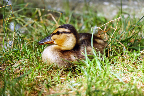 cc0,c2,duck,chicks,animal,young animal,small,cute,nature,free photos,royalty free