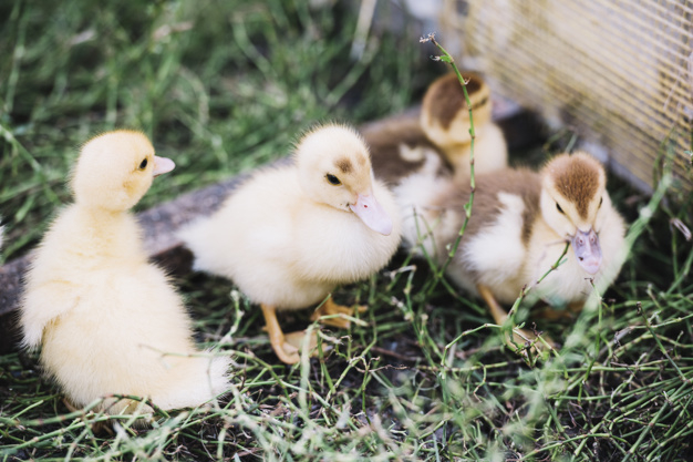 baby,green,nature,animal,farm,cute,grass,spring,garden,feather,easter,pet,park,natural,agriculture,group,growth,funny,duck,field