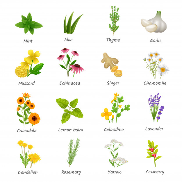 spearmint,medicinal,calendula,oregano,thyme,remedy,alternative,clove,supplement,agave,seasoning,mustard,marigold,culinary,healing,basil,aloe,set,therapy,collection,vegetarian,ginger,guide,icon set,garlic,search icon,herbal,mint,computer network,flat icon,computer icon,herbs,botanical,lavender,fresh,healthcare,dandelion,web icon,food icon,business icons,symbol,plants,media,search,pictogram,organic,plant,flat,internet,network,website,web,icons,marketing,computer,business,food