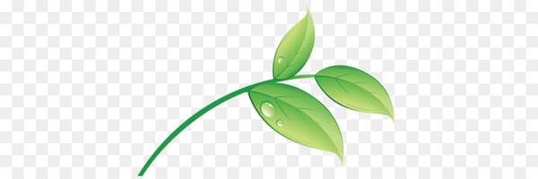 leaf,stevia,plant stem,logo,food,health,kami,science,plant,water,green,png