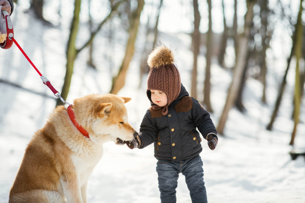 winter,hand,dog,animal,forest,child,game,boy,energy,park,fun,friend,cold,air,action,frost,boys,enjoy,guard,active