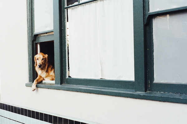 dog,animal,golden retriever,window,house