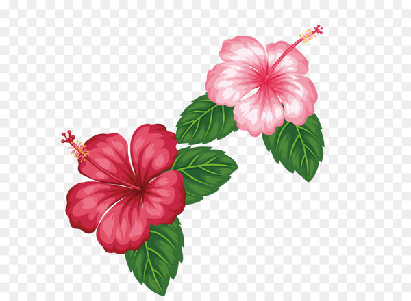 flower,frangipani,photography,royaltyfree,tropics,element,poster,red,petal,hibiscus,plant,china rose,rose family,floral design,seed plant,flower arranging,magenta,flowering plant,mallow family,herbaceous plant,malvales,png