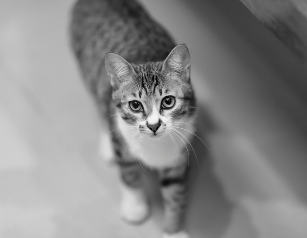 royalty free images,whiskers,tabby,pet,kitten,furry,cute,cat,black-and-white,animal,adorable