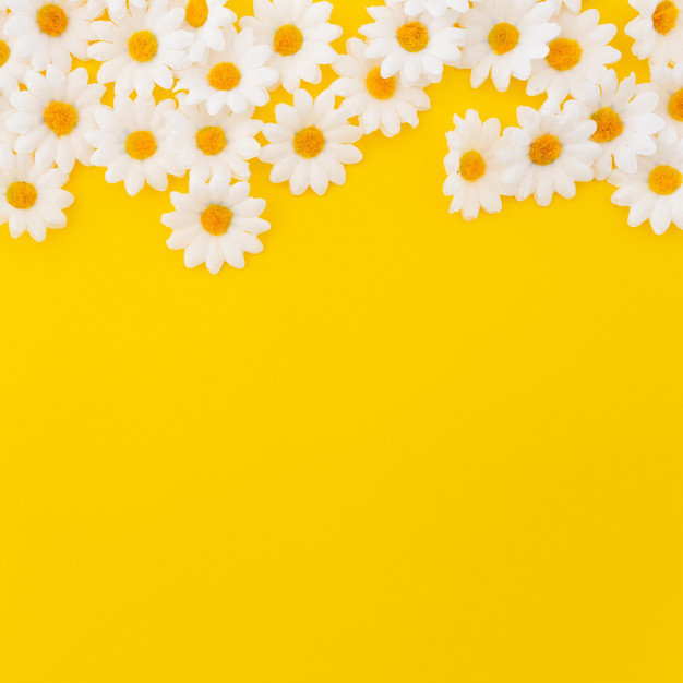 Free: pretty daisies on yellow background with copyspace at the bottom -  