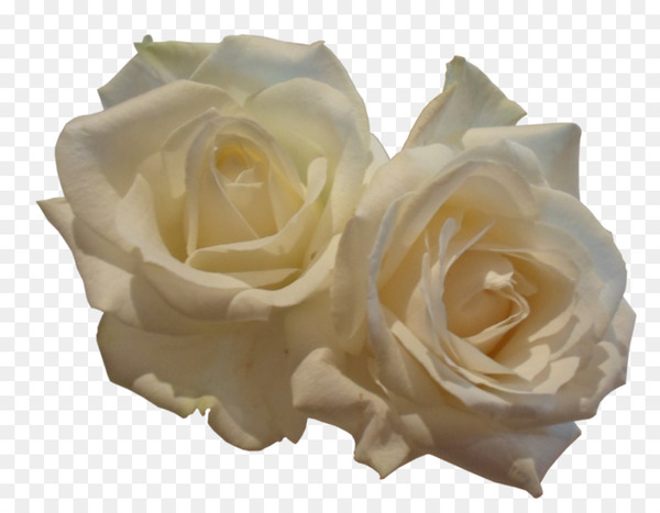 garden roses,rose,flower,encapsulated postscript,scalable vector graphics,deviantart,white,pixel,rgb color model,plant,rose family,rose order,cut flowers,petal,rosa centifolia,flowering plant,png