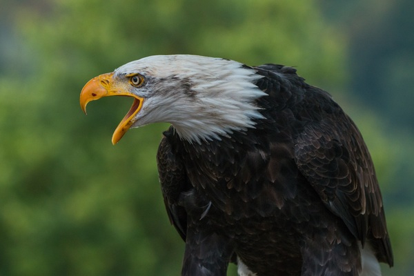 animal,avian,bald eagle,bird,close,eagle,feathers,plumage,wildlife,Free Stock Photo