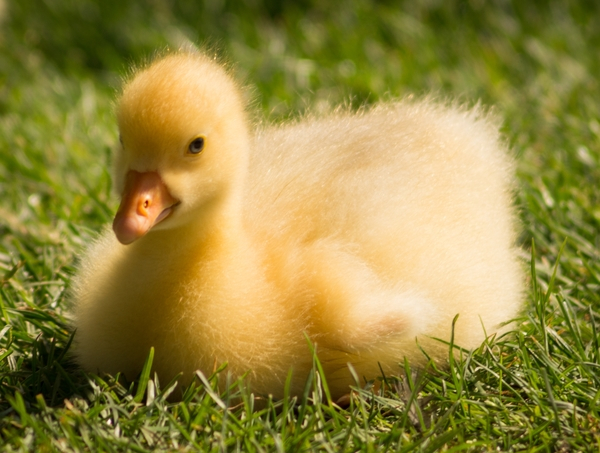 young,water bird,gosling,goose,duckling,duck,chick,bird,animal