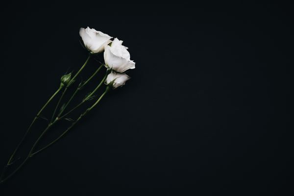 Free: white flowers on black background 