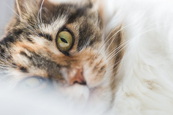  cat,fur,pet,eye,gray,grey,eyes,green,white,brown,kitten, whiskers
