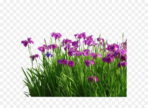 flower,sweet flag,garden,grasses,plant,acorus gramineus,bulb,hyacinthus orientalis,flowering plant,purple,violet,grass,iris,petal,iris family,wildflower,png