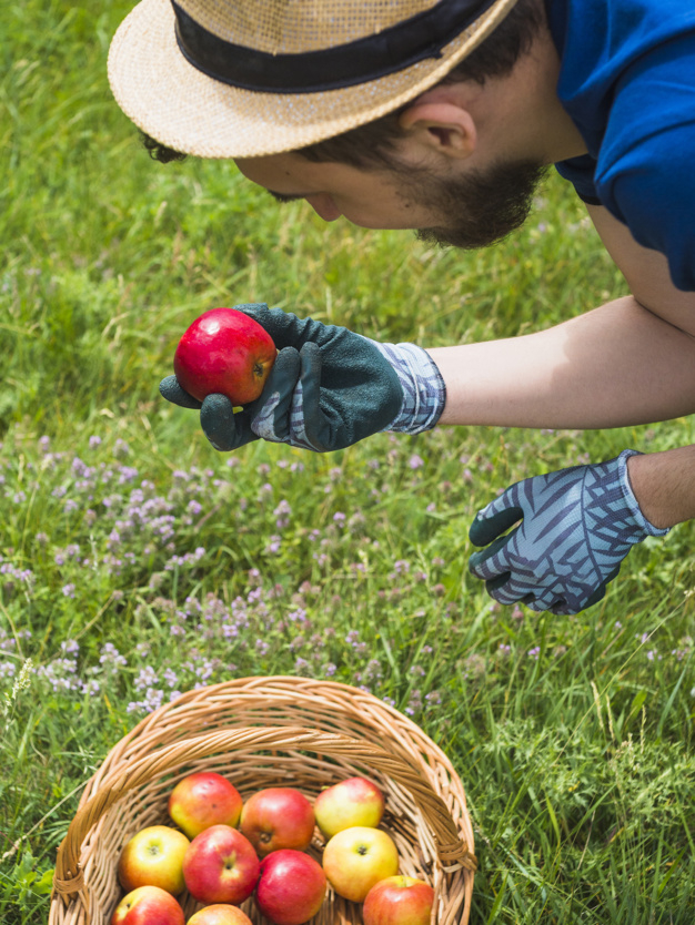 food,people,hand,man,nature,red,farm,fruit,grass,human,apple,person,hat,organic,agriculture,beard,healthy,safety,basket,healthy food