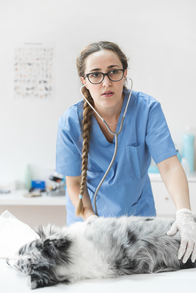 people,medical,dog,blue,animal,table,doctor,health,hospital,person,pet,bed,care,healthcare,female,stethoscope,young,uniform,professional,sick