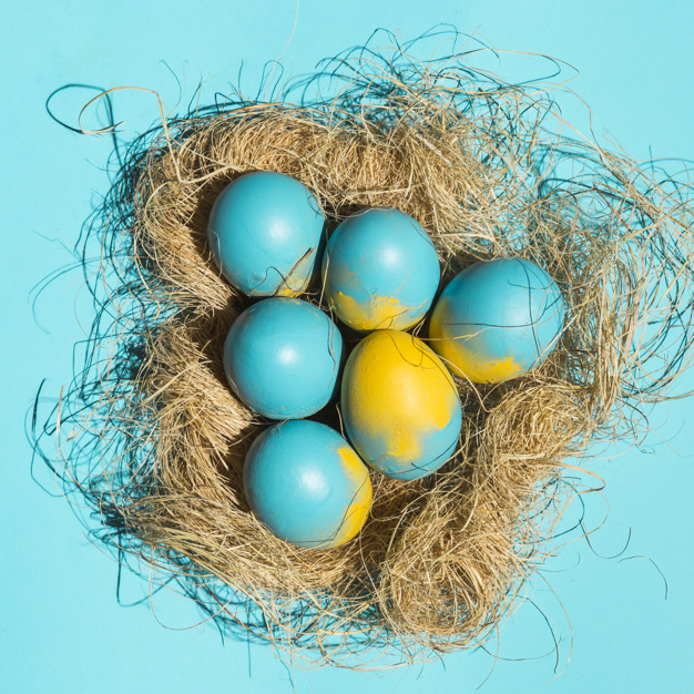 square format,overhead,arrangement,format,small,april,composition,surface,painted,hay,big,object,ornate,nest,straw,eggs,top view,top,season,colourful,bright,creative background,background color,beautiful,festive,background yellow,view,spring background,pastel background,colourful background,celebration background,traditional,symbol,nature background,background blue,pastel,natural,religion,desk,creative,decoration,easter,colorful background,yellow,square,event,holiday,colorful,celebration,spring,art,idea,table,blue,blue background,background