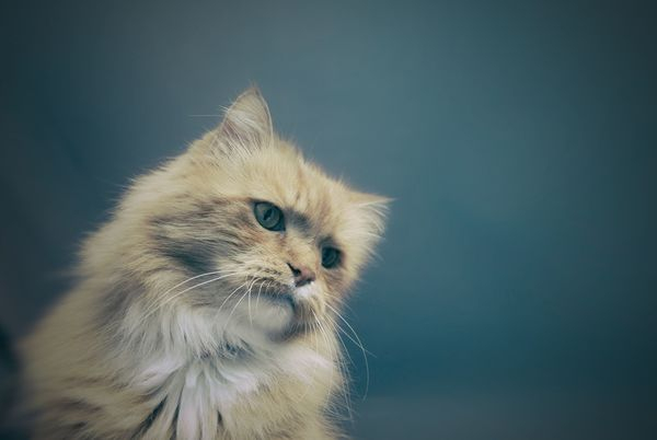 nature,clothes,suits,plastic,hanging,shipping,commerce,sales,cat,persian cat,domestic cat,feline,animal,domestic animal,kitten,fur,pet,kitty,domestic,cute,mammal,whiskers,pets,furry,eyes