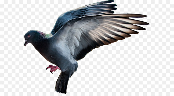 domestic pigeon,columbidae,bird,squab,bird flight,transparency and translucency,clipping path,computer icons,display resolution,water bird,vulture,pigeons and doves,beak,fauna,feather,wing,ducks geese and swans,png