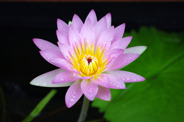 lotus,rain,water,pink,yellow,mauve,pond,flower,purple,droplets,lily