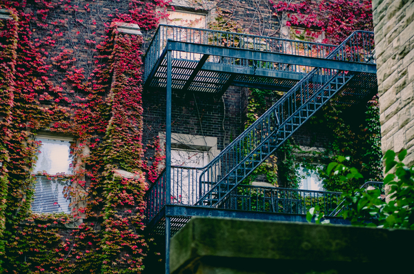 apartment,architectural design,architecture,autumn,building,business,city,climbing plant,construction,daylight,design,exterior,facade,fall,family,flowers,garden,glass windows,home,house,ivy,light,low angle shot,metal,outdoors,overgrown,plants,residential,staircase,steps,travel,urban,vines,wall,Free Stock Photo