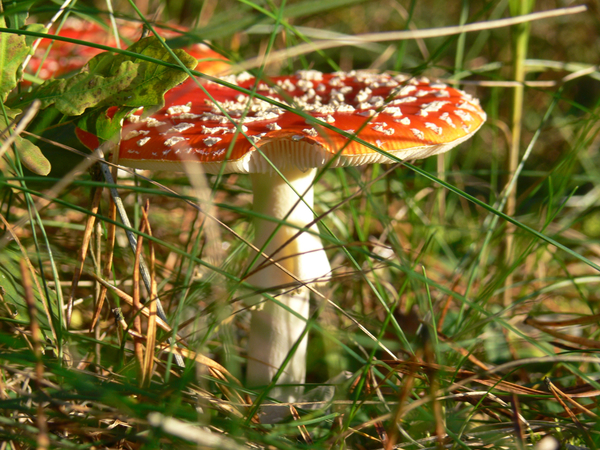 cc0,c1,toadstool,mushroom,nature,poisonous,toxic,color,danger,colorful,autumn,free photos,royalty free