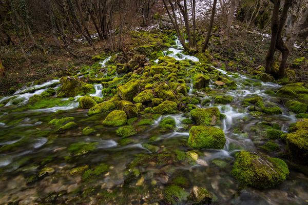 creek,daytime,environment,flow,forest,landscape,long exposure,moss,mossy rocks,nature,outdoors,rocks,scenic,stones,stream,time-lapse,trees,water,wet,woods