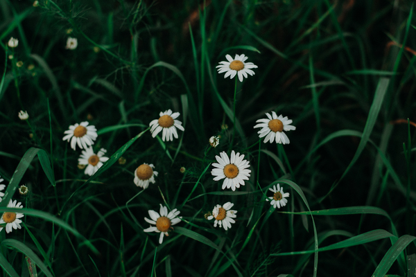 4k wallpaper,beautiful,bloom,blooming,blossom,blur,chamomile,close-up,delicate,flora,flower wallpaper,flowers,focus,grass,growth,HD wallpaper,leaves,petals,plants,Free Stock Photo