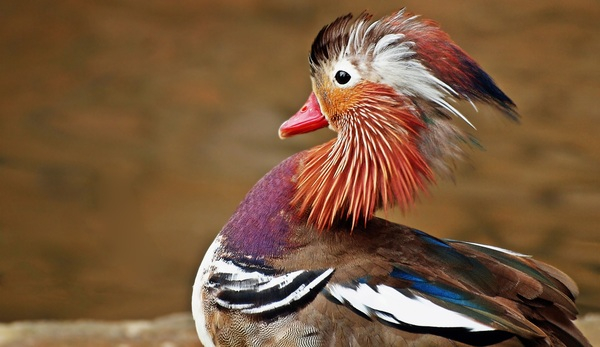 animal,avian,beak,beautiful,bird,brown,color,colorful,colourful,duck,feather,feathers,mandarin ducks,outdoors,plumage,poultry,red,vibrant,waterfowl,wild,wildlife,Free Stock Photo