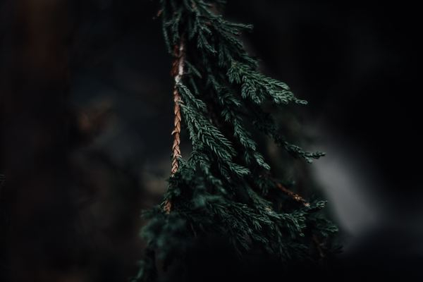 christmas,forest,winter,photo,dark,black and white,dark,forest,black,branch,tree,leaves,dark,green,bokeh,blur,cool,color,orange,autumn,fall,free pictures