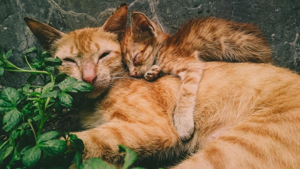 adorable,animal photography,animals,cat face,cats,close-up,domestic,family,feline,fur,kitten,kitty,leaves,little,looking,mammals,outdoors,parent,pets,plants,sleeping,sweet,tabby,whiskers,young,Free Stock Photo