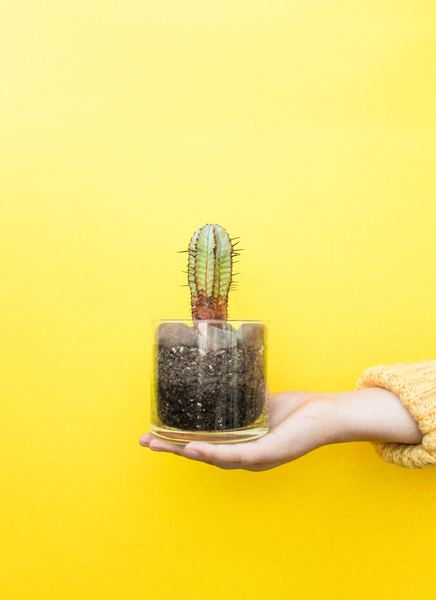 pink,yellow,food,yellow,flower,color,blue,color,abstract,cactus,hand,yellow,pot,green,cacti,woman,girl,nature,plant,soil,glass,public domain images
