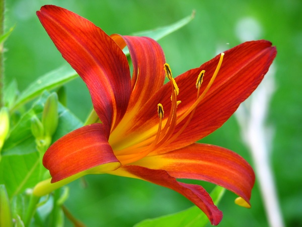 bloom,blossom,close-up,color,colour,flora,flower,HD wallpaper,lily,macro,plant,pollen,red,Free Stock Photo