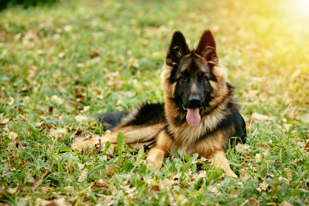dog,nature,animal,cute,grass,black,security,pet,park,sunset,show,brown,friendship,friend,champion,young,cute animals,flare,solar,protection