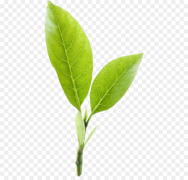 tea,green tea,leaf,ginger tea,camellia sinensis,mighty leaf tea company,encapsulated postscript,home depot of canada inc,plant stem,coca,plant,png