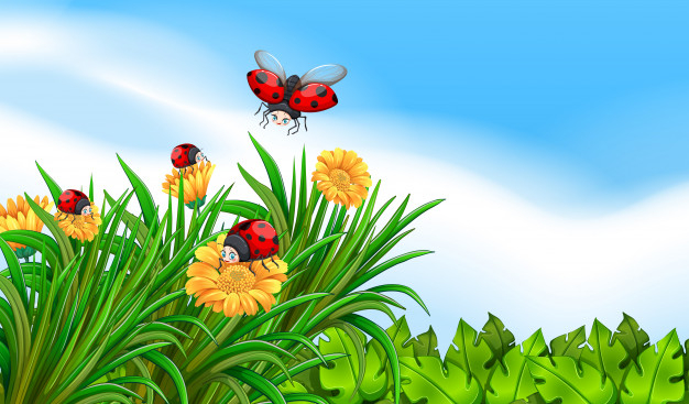 Free Ladybug Flying PNG Images & PSDs for Downloads