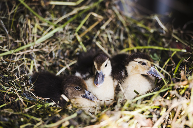 baby,summer,green,nature,animal,farm,cute,grass,spring,garden,feather,easter,pet,park,natural,agriculture,group,growth,funny,duck