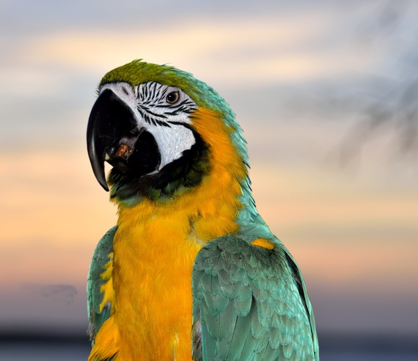 yellow,wings,wildlife,wild,pet,parrot,green,feathers,exotic,colorful,blur,bird,beak,avian,animal